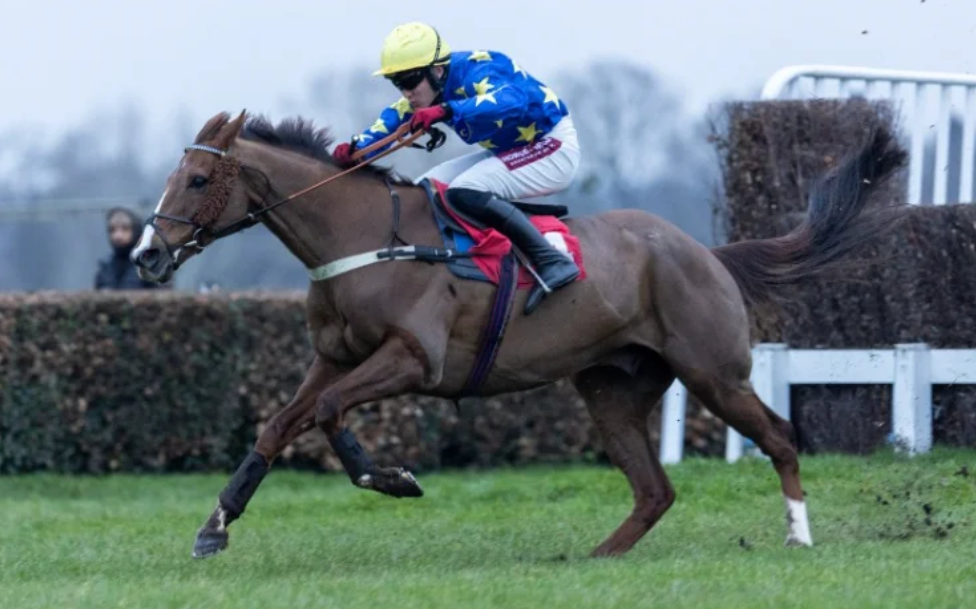 cd turf || cd-turf || cdturf || cdturf du jour